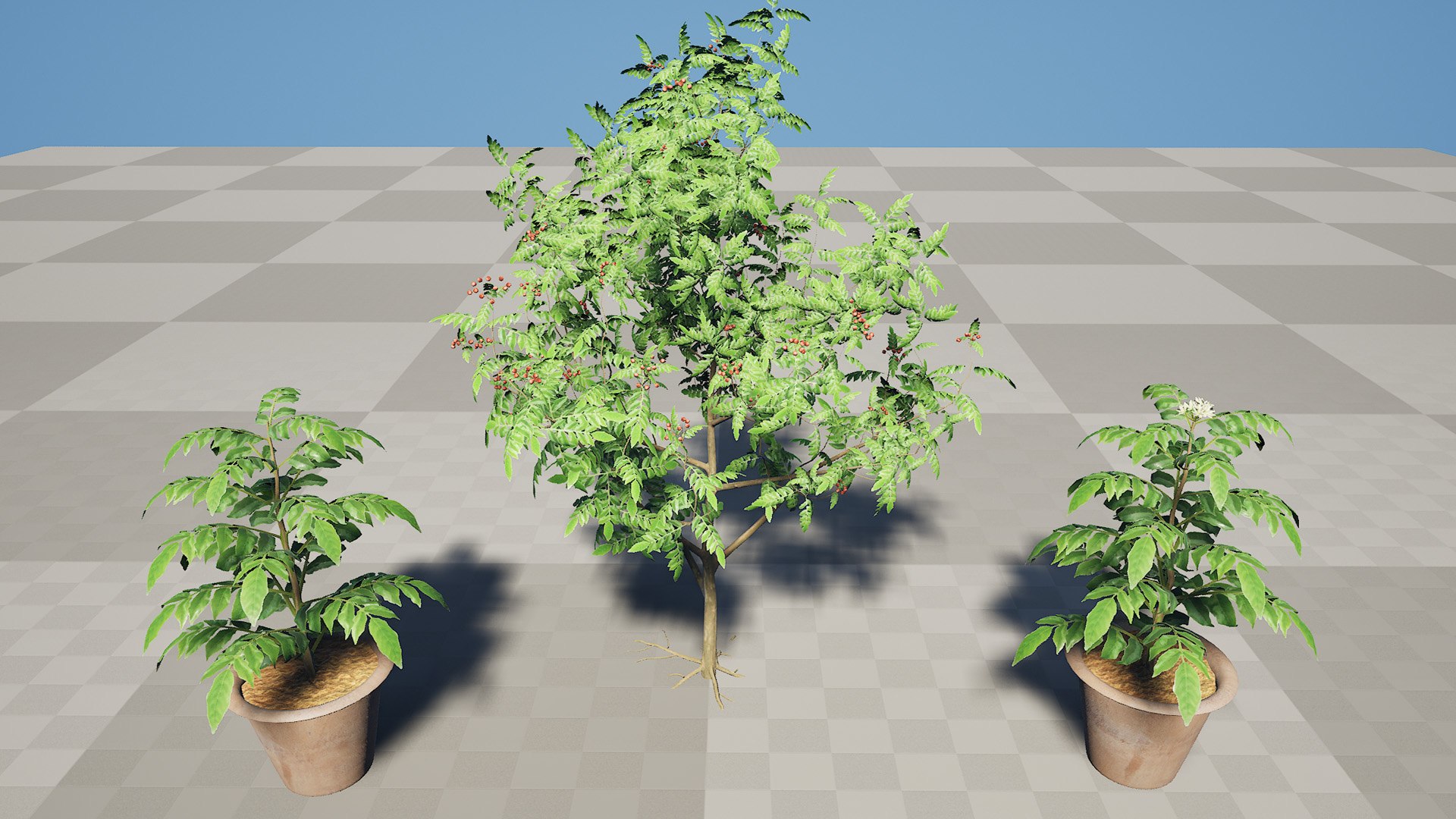 Aromatic Curry Leaf Plant 3D model https://p.turbosquid.com/ts-thumb/8E/NJMVct/O4/highresscreenshot00001l/jpg/1761336824/1920x1080/fit_q87/957eec64b974cacf552eb412a4578b8bcba434ba/highresscreenshot00001l.jpg