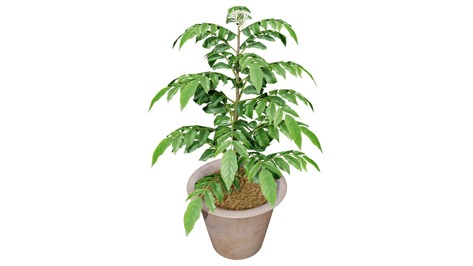 Aromatic Curry Leaf Plant 3D model https://p.turbosquid.com/ts-thumb/8E/NJMVct/VD/03floweringcurryleafz56l/jpg/1761336822/1920x1080/fit_q87/f8e2eb1afd02268ab80a3a60463aceb24afb63aa/03floweringcurryleafz56l.jpg