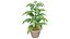 Planta de folha de curry aromática