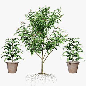 Aromatic Curry Leaf Plant