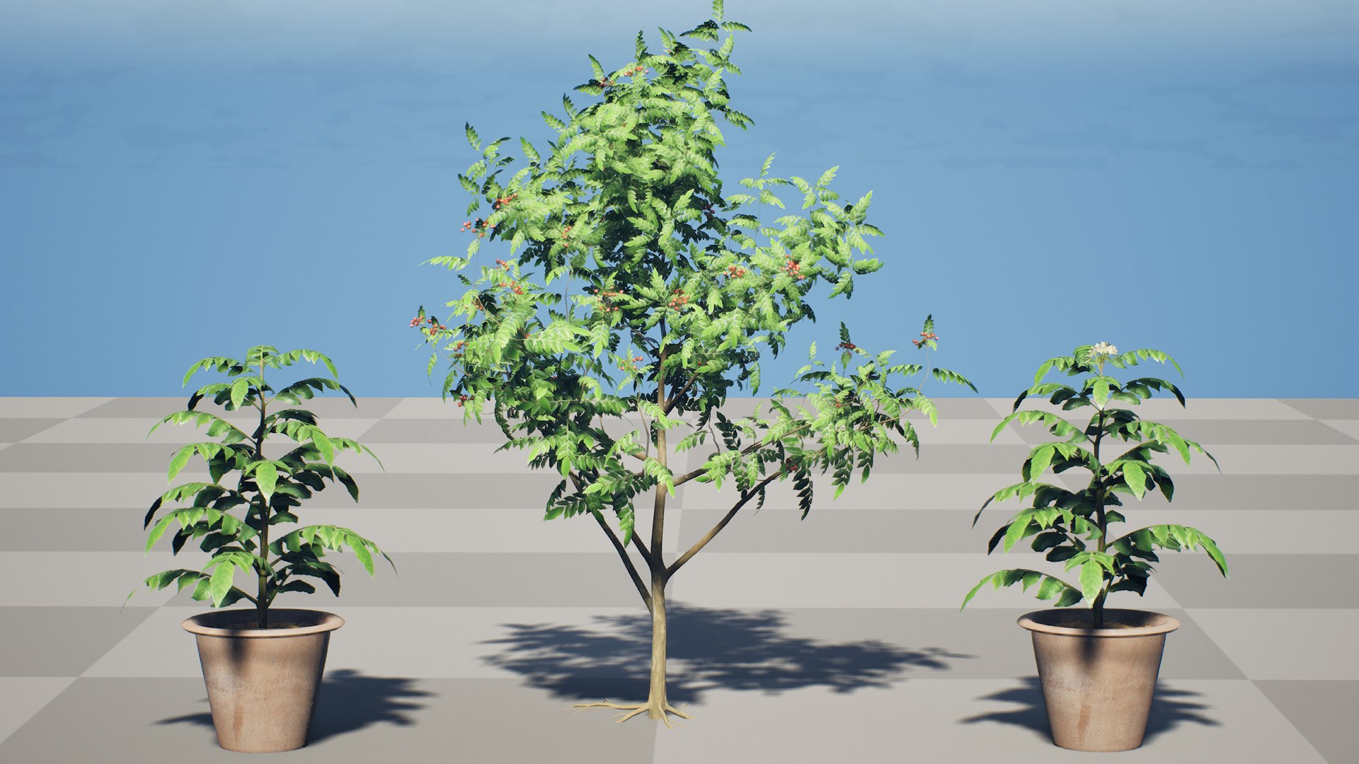 Aromatic Curry Leaf Plant 3D model https://p.turbosquid.com/ts-thumb/8E/NJMVct/YR/highresscreenshot00000/jpg/1761336824/1920x1080/fit_q87/d3b05eded2d3ef7320230e8f14fa0e270ec349df/highresscreenshot00000.jpg