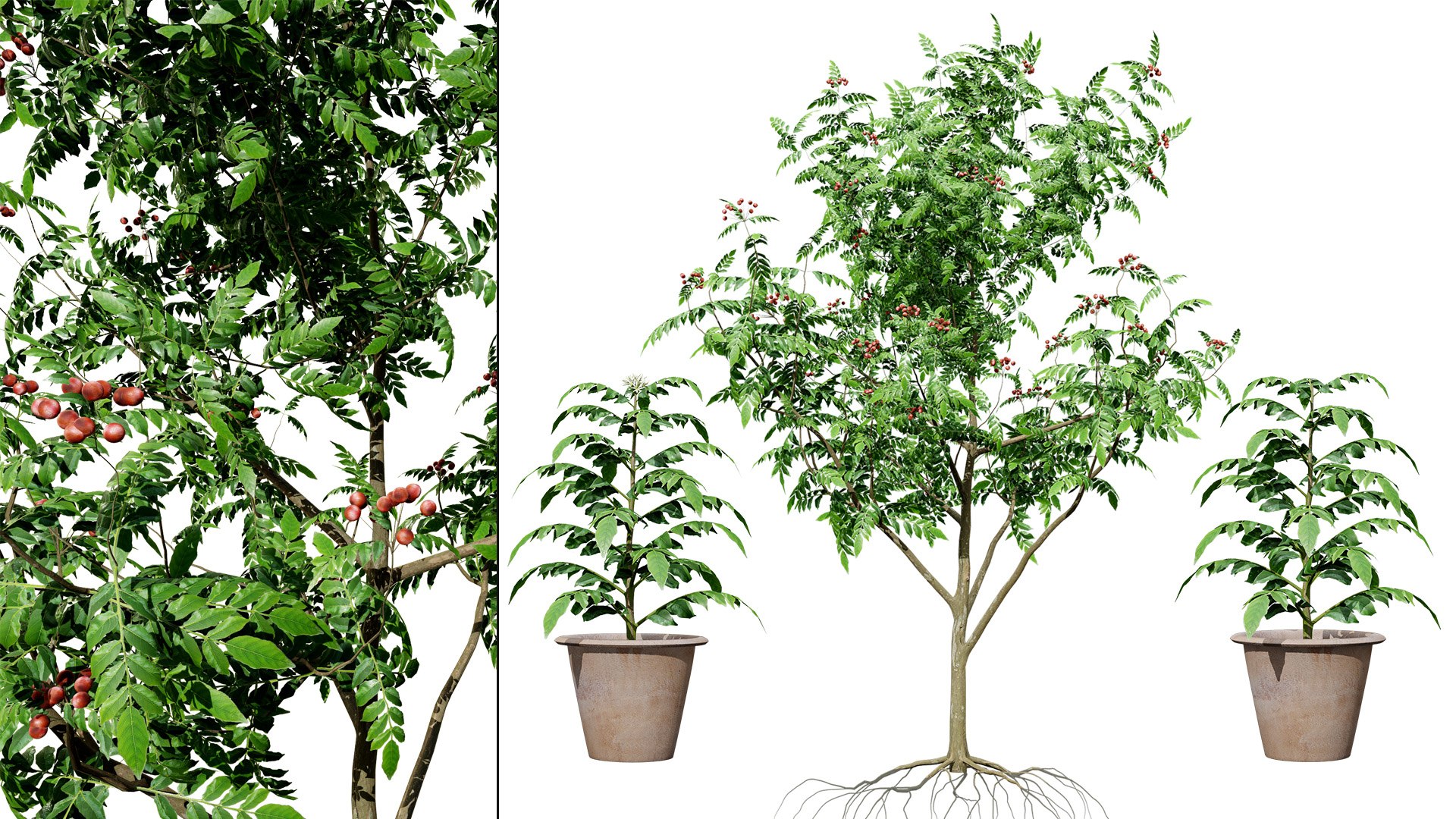 Aromatic Curry Leaf Plant 3D model https://p.turbosquid.com/ts-thumb/8E/NJMVct/bY/00artcovercurryleaftree/jpg/1761336821/1920x1080/fit_q87/824fba07cecc2b740793858cd0a1b28e1c255be6/00artcovercurryleaftree.jpg