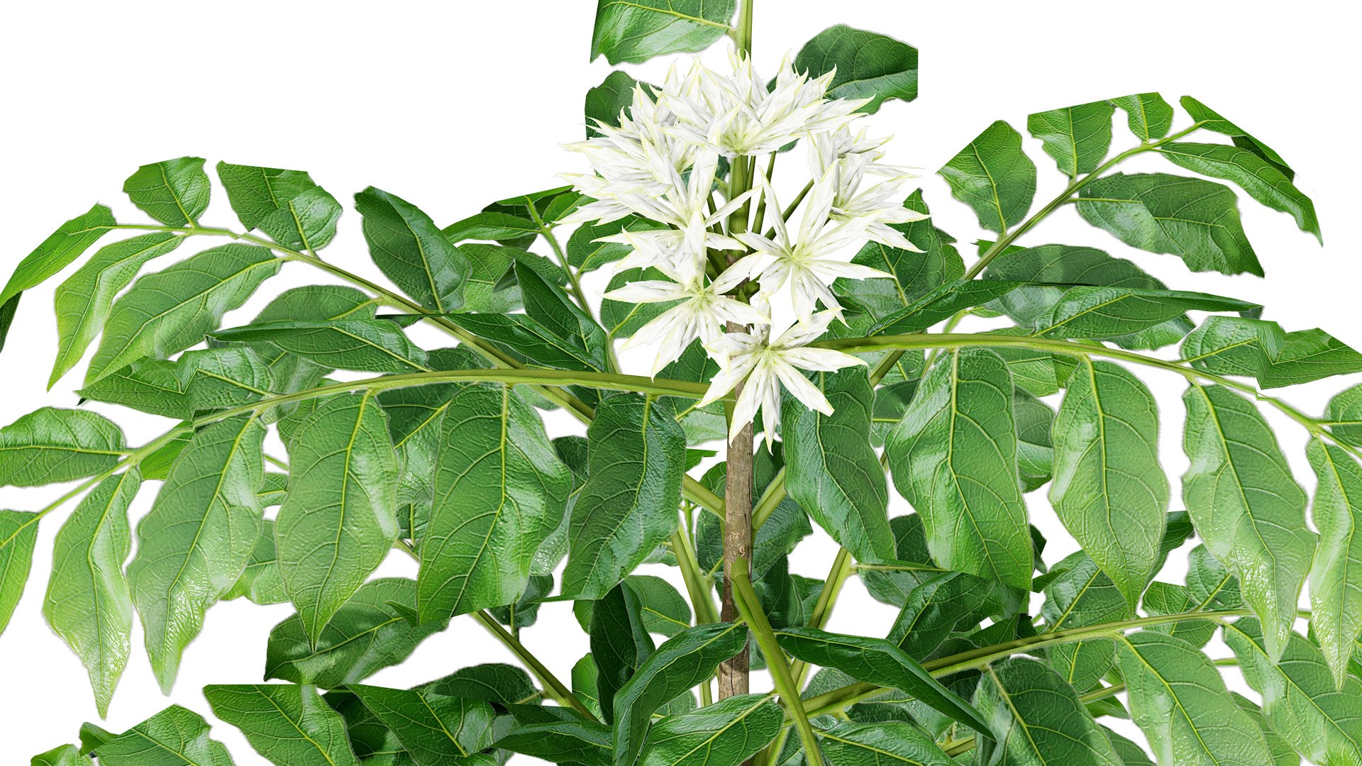 Aromatic Curry Leaf Plant 3D model https://p.turbosquid.com/ts-thumb/8E/NJMVct/nc/03floweringcurryleafz56wsl/jpg/1761336823/1920x1080/fit_q87/208cf6a3a23b8f9ca2c77bd4cbcc44caeb95cad1/03floweringcurryleafz56wsl.jpg