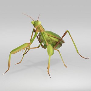 3D Realistic Praying Mantis model