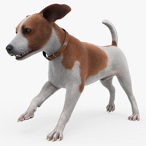 Hunting Jack Russell Running Animated Fur Rigged For Blender