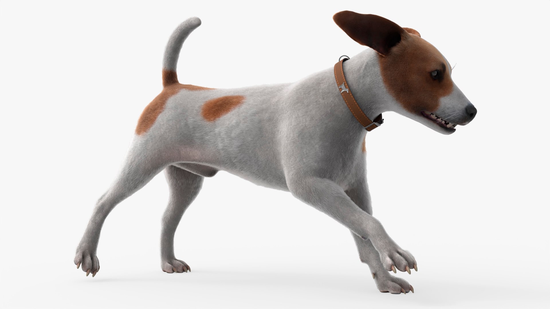 Hunting Jack Russell Running Animated Fur Rigged For Blender 3D model preview