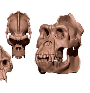 3D Gorilla Skull - CNC and 3D print model