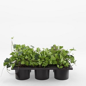 Hedera helix 6-pack 3D model