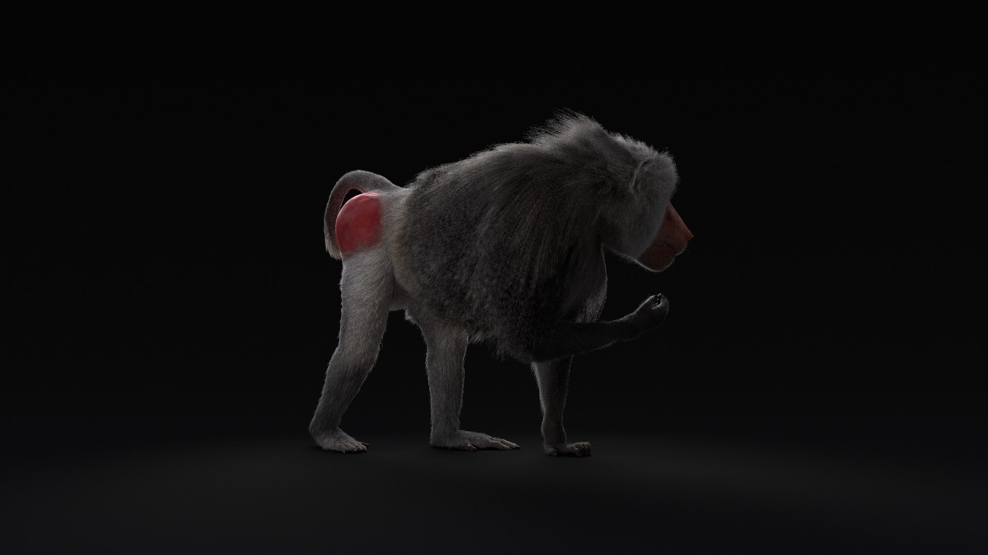 3D realistic rigged baboon animation model https://p.turbosquid.com/ts-thumb/8E/t7gHvz/98bd9c2n/0006/png/1581785791/1920x1080/fit_q87/68b330ebf95ba7857040c91657cf63d0b5c0f904/0006.jpg