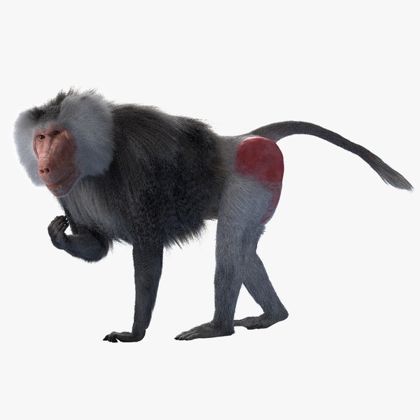 Monkey 3D Models for Download | TurboSquid