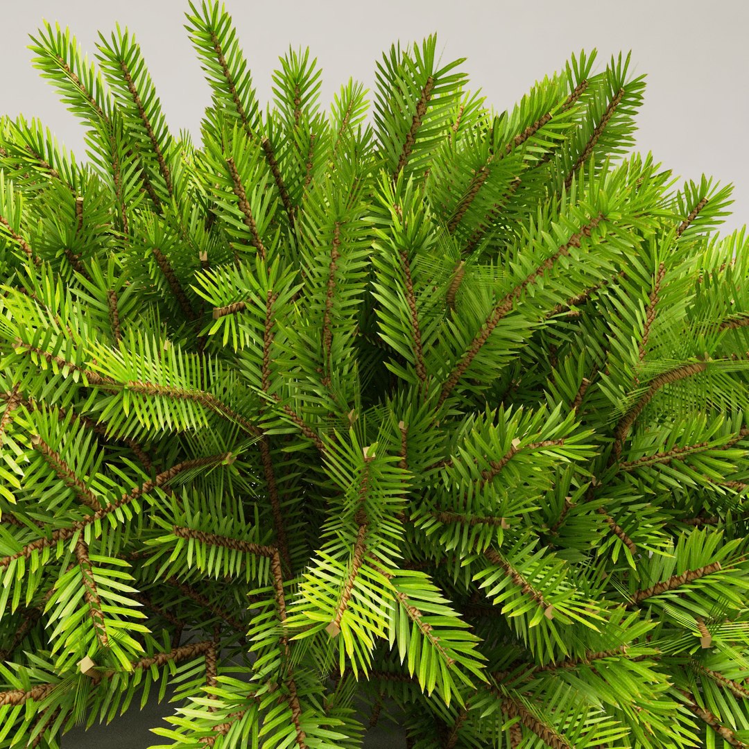 3d model norway spruce https://p.turbosquid.com/ts-thumb/8E/trbuG1/KrvPnW23/norway_spruce_04/jpg/1278446006/1920x1080/fit_q87/15db3f79d1e7554dea6c4c64a10146bd70cc311a/norway_spruce_04.jpg