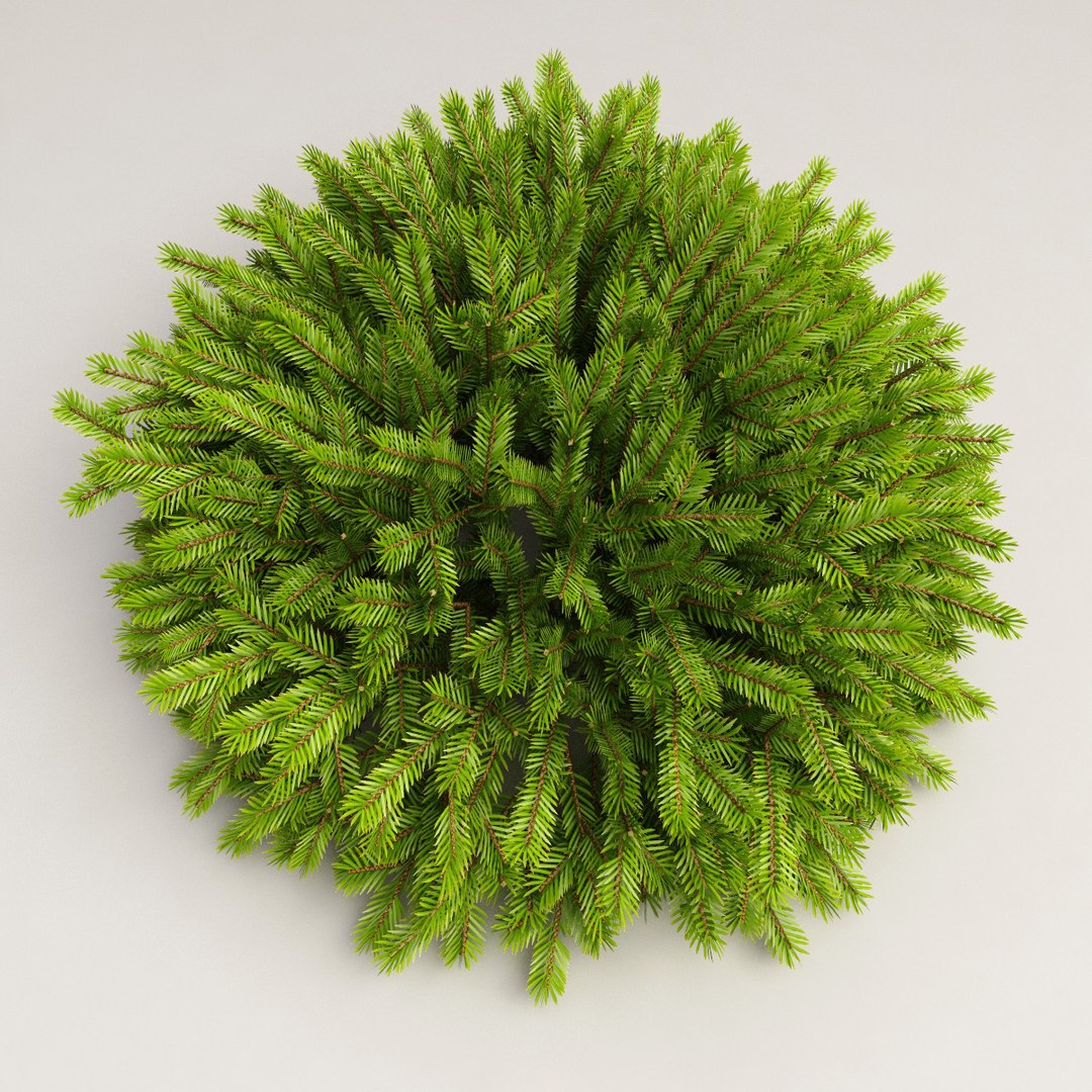 3d model norway spruce https://p.turbosquid.com/ts-thumb/8E/trbuG1/c1JwAjFf/norway_spruce_02/jpg/1278446005/1920x1080/fit_q87/417486c08ae3b785ebe0fb2e7cd5aa236cec564f/norway_spruce_02.jpg
