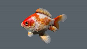 goldfish animation 3D model