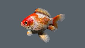Single Animated Goldfish