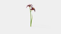 Hemerocallis Bogeyman Daylily