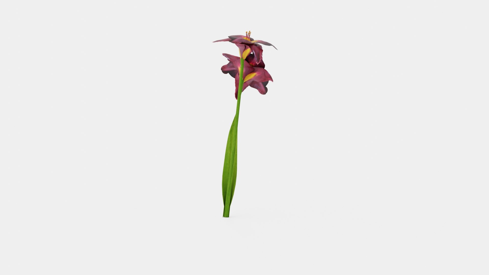 Hemerocallis Bogeyman Daylily 3D model https://p.turbosquid.com/ts-thumb/8F/UheJOn/Zj/preview_2/jpg/1719813971/1920x1080/fit_q87/e2df0c0fbf4ee0e97902d2f8830c9b1d7e6e675d/preview_2.jpg