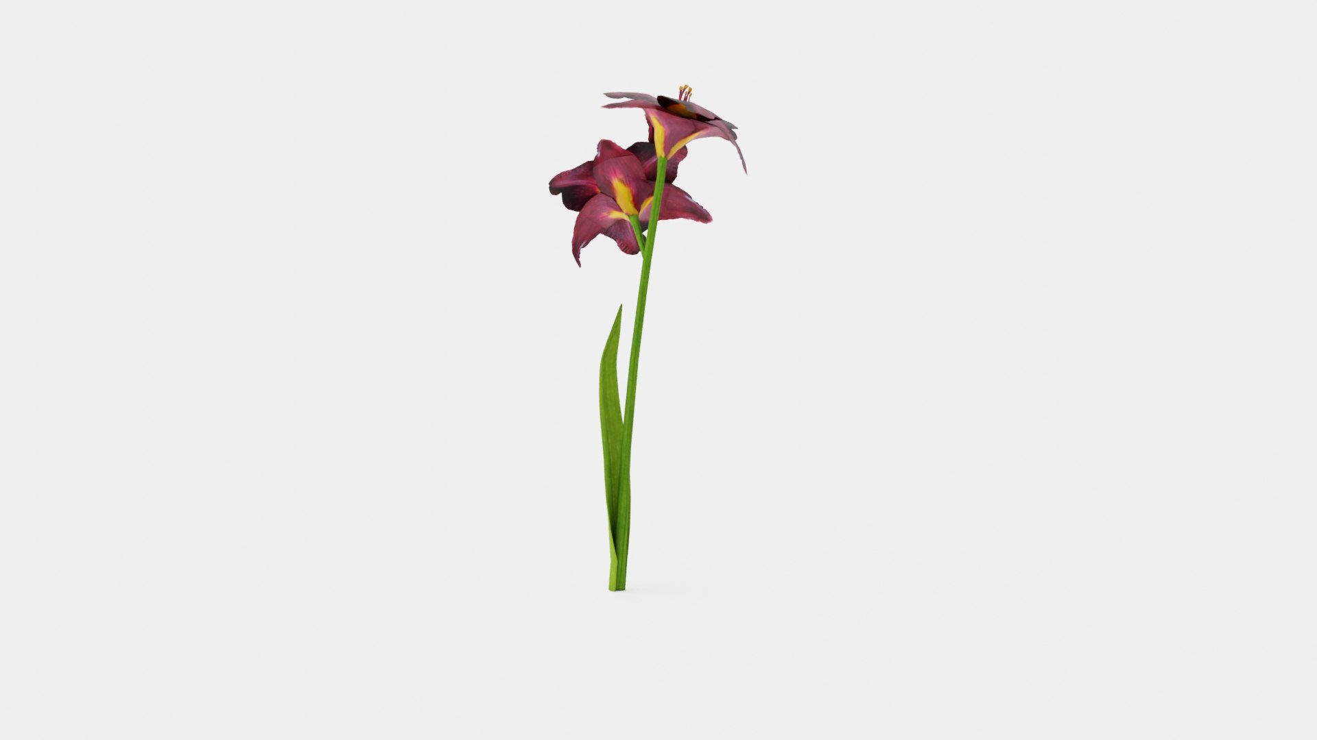 Hemerocallis Bogeyman Daylily 3D model https://p.turbosquid.com/ts-thumb/8F/UheJOn/hQ/preview_3/jpg/1719813975/1920x1080/fit_q87/44dc112677dc1217d934f45b1fd046fb66ee1a77/preview_3.jpg