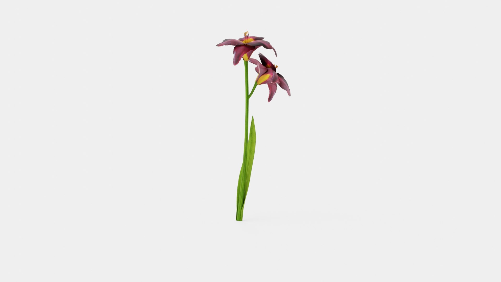 Hemerocallis Bogeyman Daylily 3D model https://p.turbosquid.com/ts-thumb/8F/UheJOn/rj/preview_1/jpg/1719813968/1920x1080/fit_q87/2799bdd7179c3597708e5138d259176bd3b73be5/preview_1.jpg