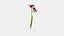 Hemerocallis Bogeyman Daylily