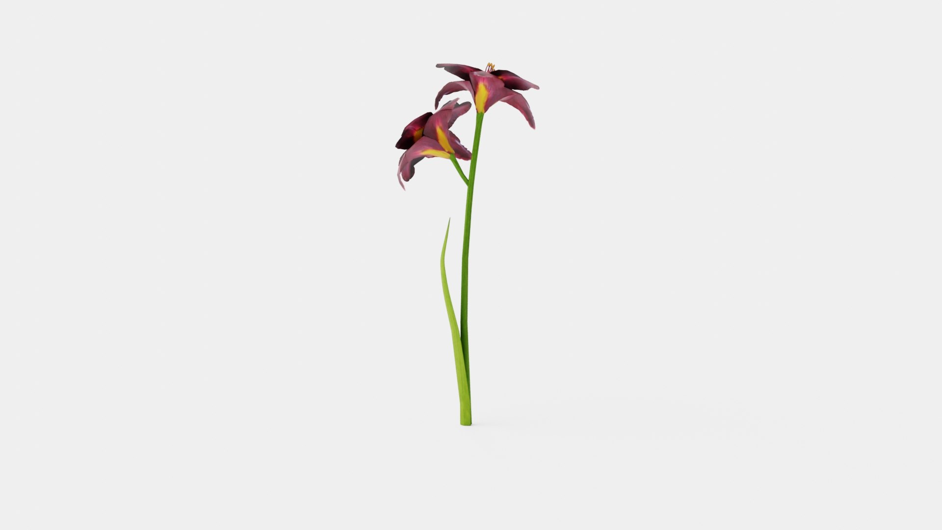 Hemerocallis Bogeyman Daylily 3D model https://p.turbosquid.com/ts-thumb/8F/UheJOn/se/preview_4/jpg/1719813978/1920x1080/fit_q87/10698ada6ebcb54e41e40573513515dbd03a4564/preview_4.jpg