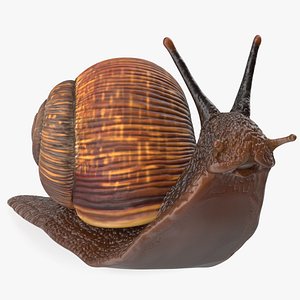 Garden Snail Dark Color Rigged