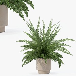Fern in modern flower pot 3D
