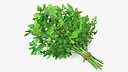Bunch of Parsley Bandaged Fur