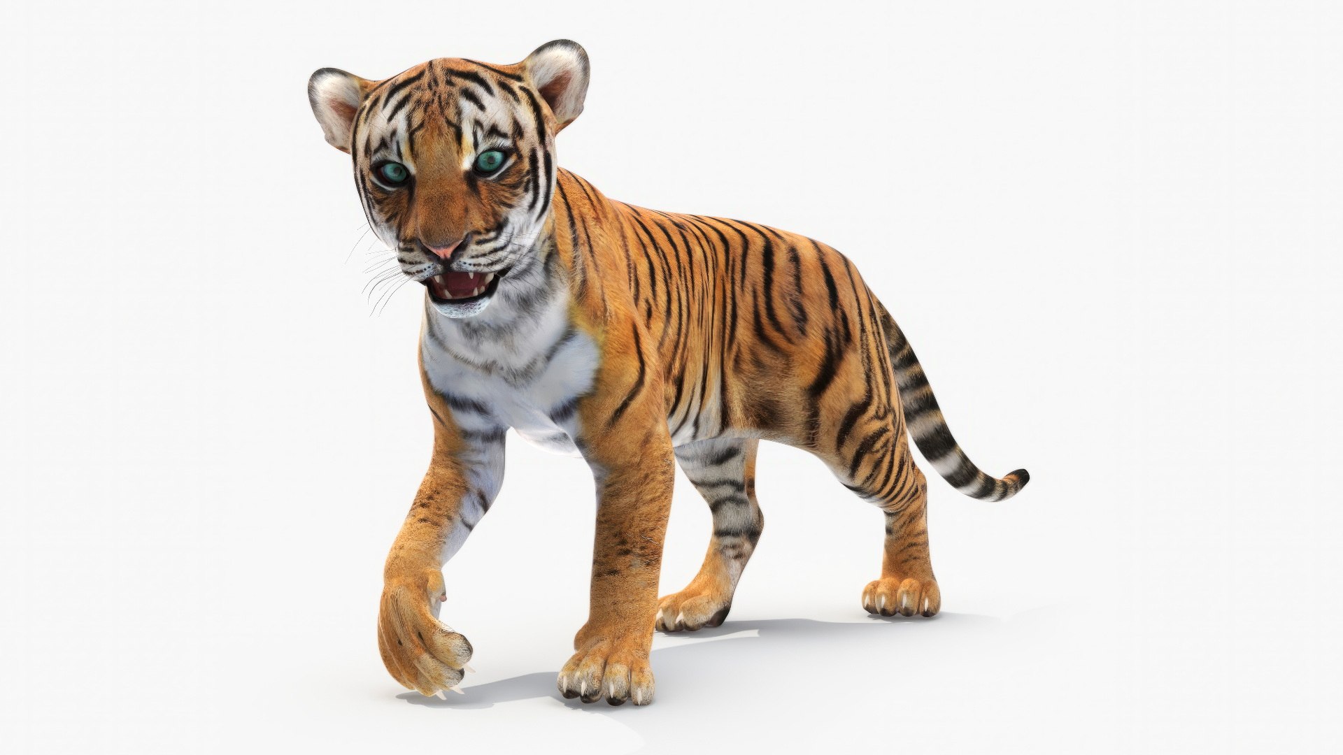 Tiger Cub Rigged 3D model preview