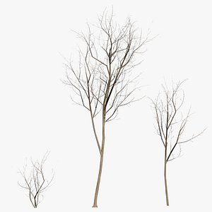 3D ready trees