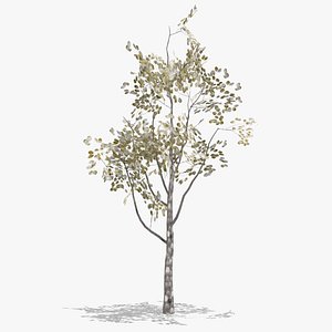 3D pear winter