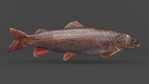 Fish Lenok model