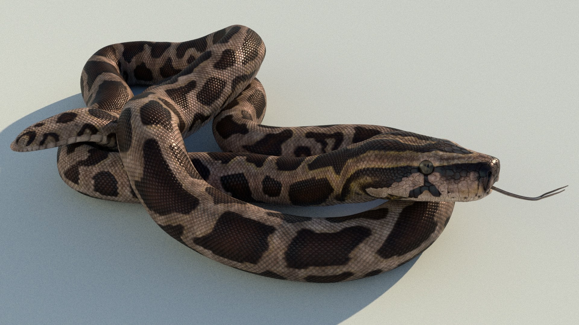 Burmese Python Rigged Animated 3D Model - TurboSquid 1727103