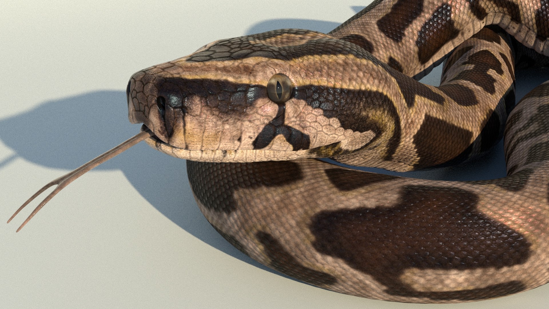 Burmese Python Rigged Animated 3D Model - TurboSquid 1727103