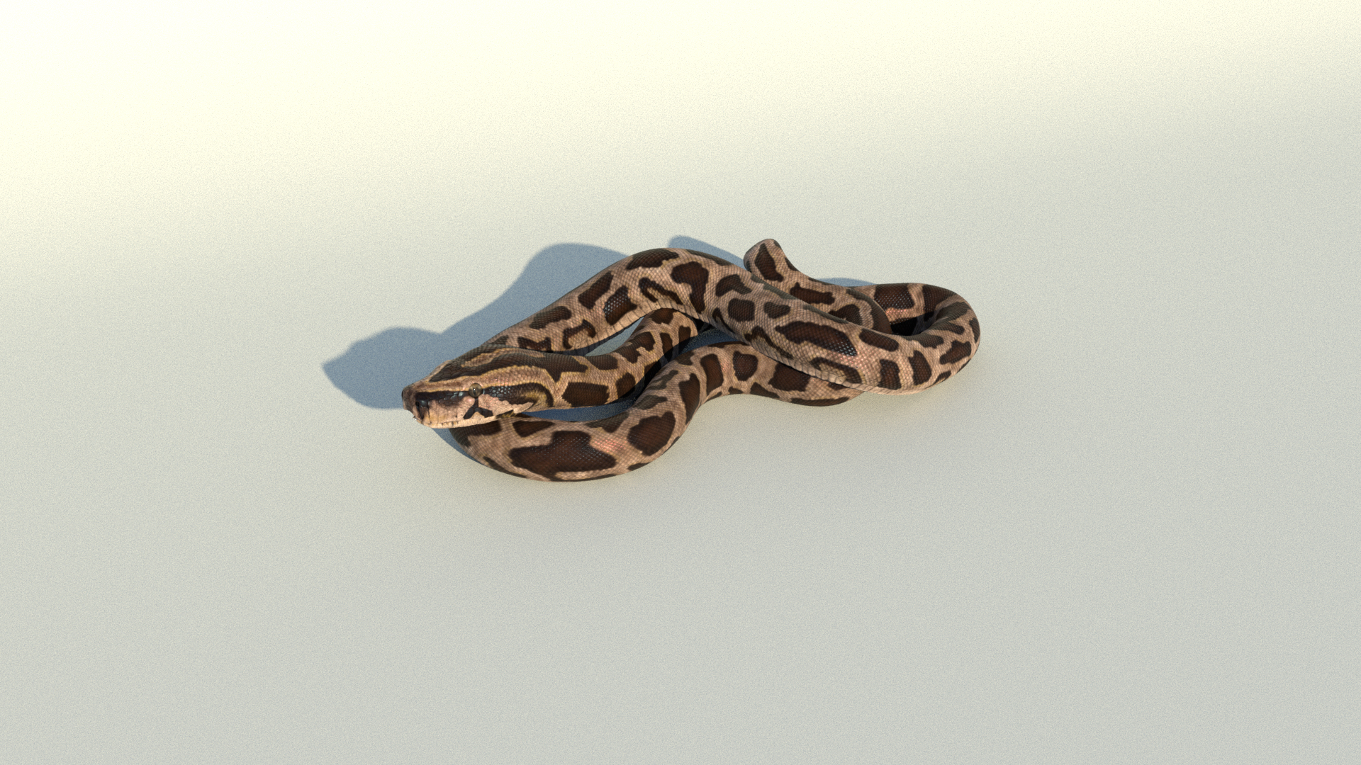 Burmese Python Rigged Animated 3D Model - TurboSquid 1727103