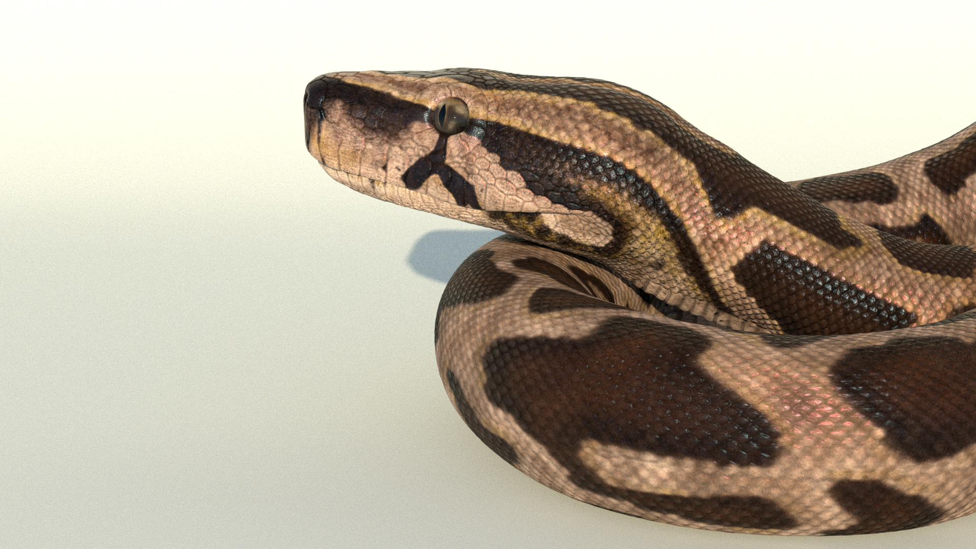 Burmese Python Rigged Animated 3D Model - TurboSquid 1727103