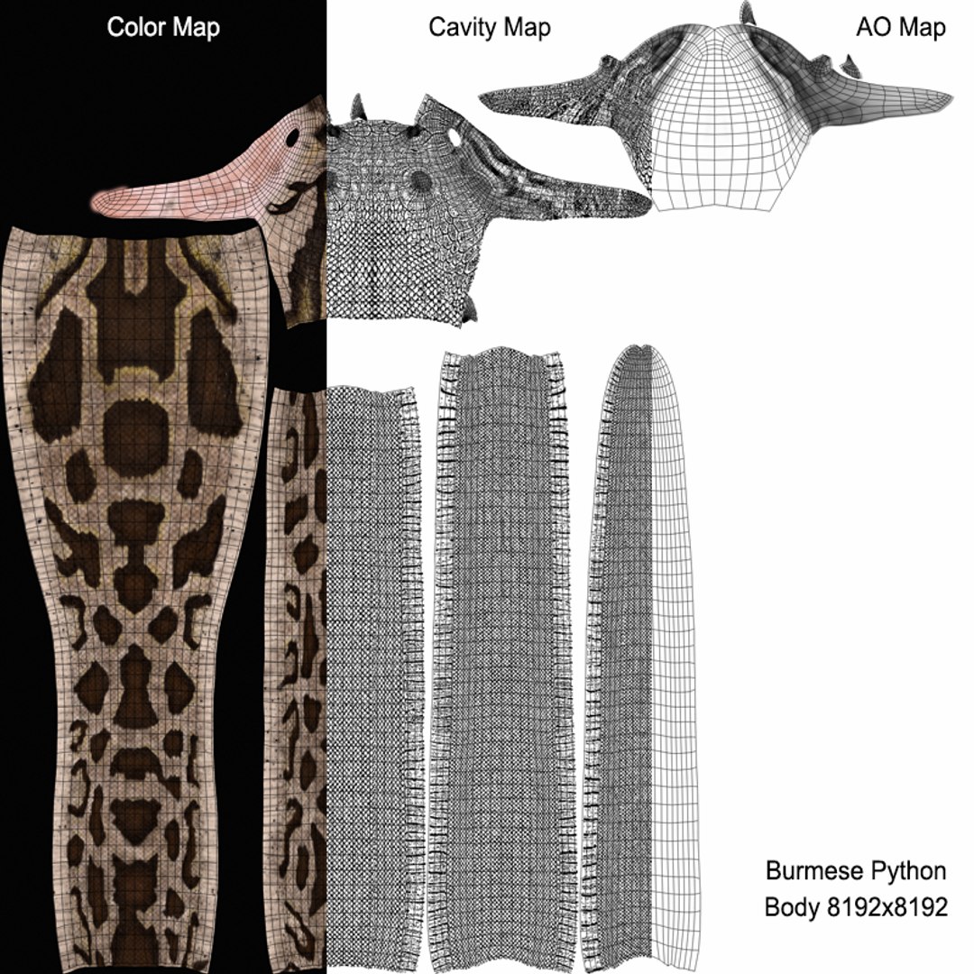 Burmese Python Rigged Animated 3D model - TurboSquid 1727103