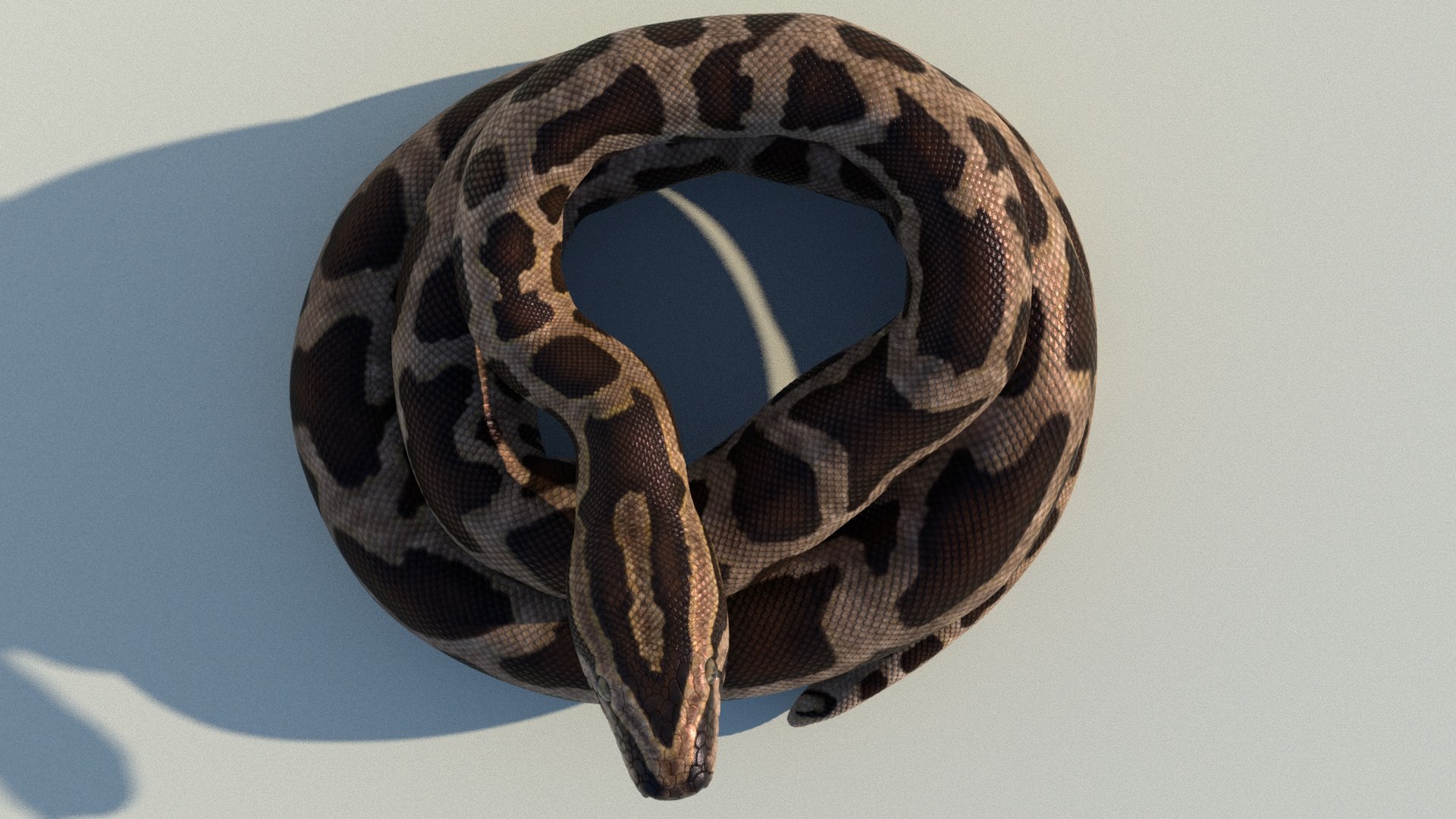 Burmese Python Rigged Animated 3D Model - TurboSquid 1727103