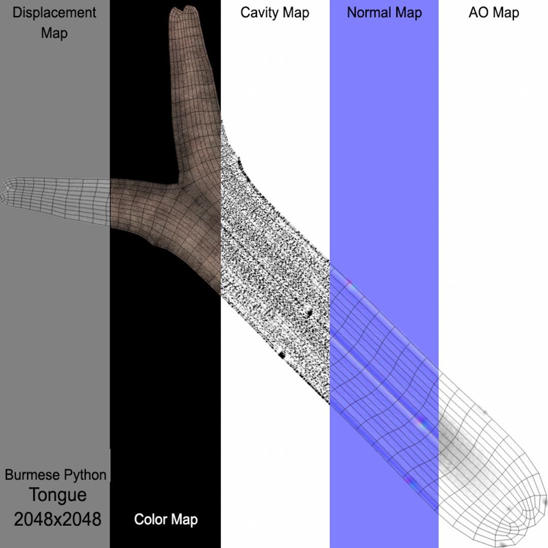 Burmese Python Rigged Animated 3D model - TurboSquid 1727103