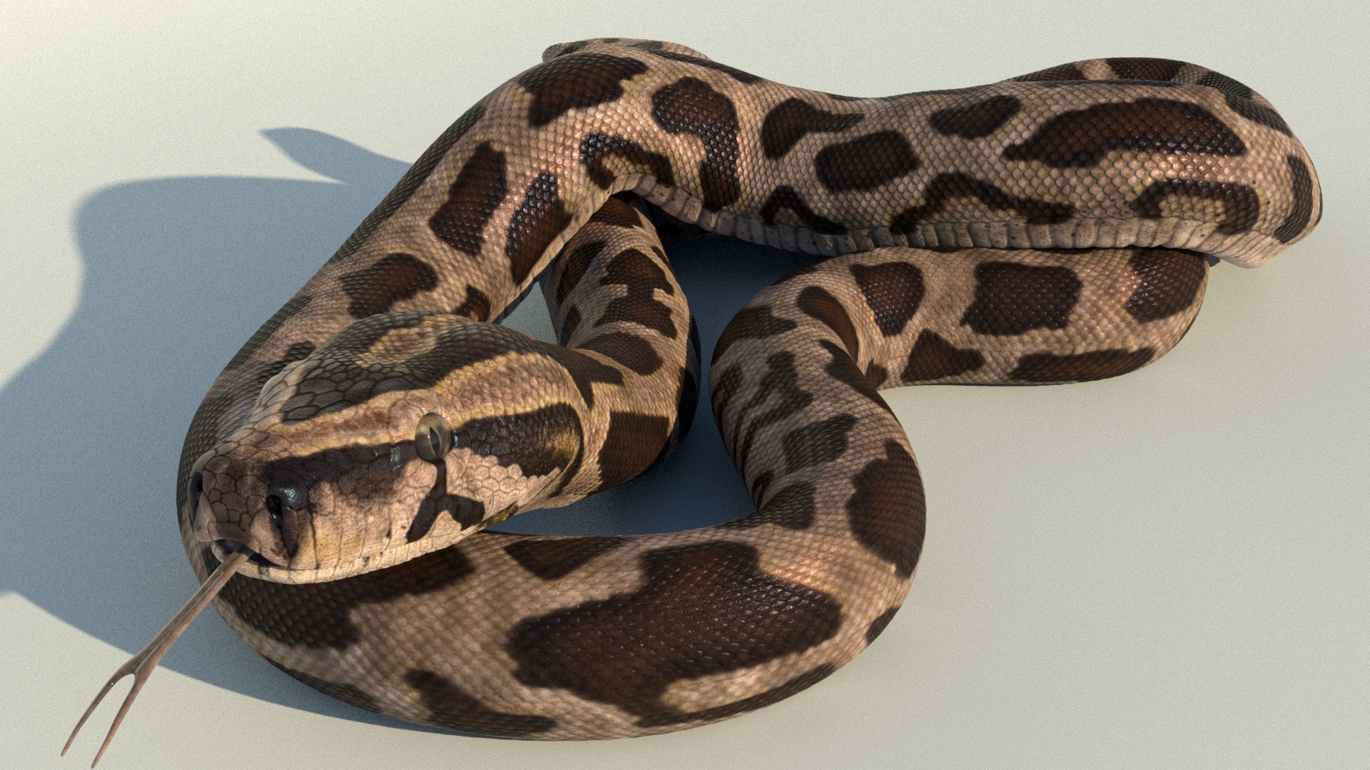 Burmese Python Rigged Animated 3D Model - TurboSquid 1727103