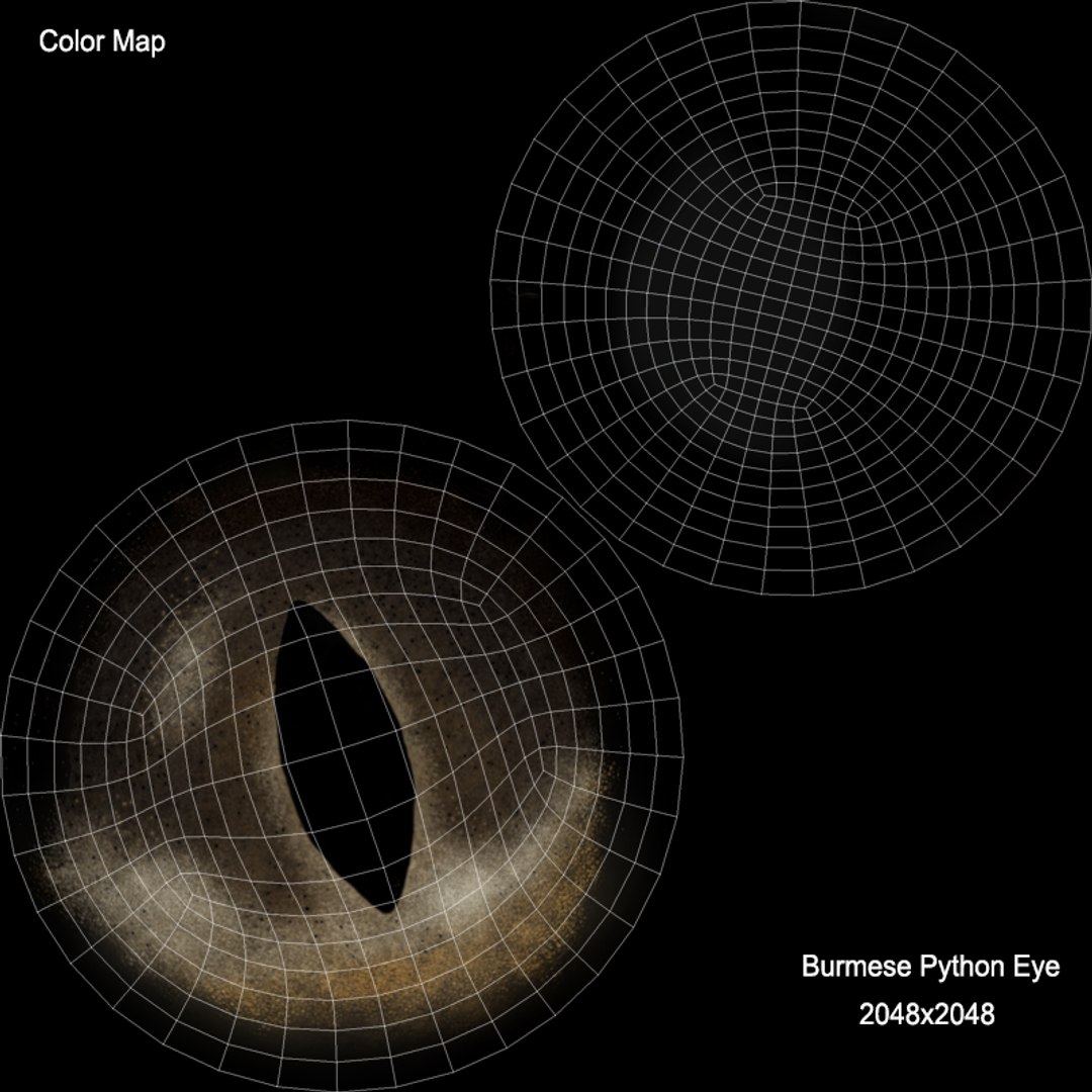 Burmese Python Rigged Animated 3D model - TurboSquid 1727103