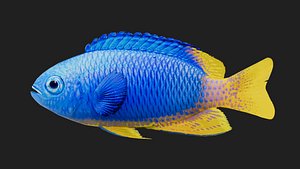 3D model Snapper