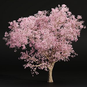 East Asian Cherry vol 239-Blender-3dmodel