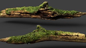 branch broken tree wood debris PBR photogrammetry FREE model
