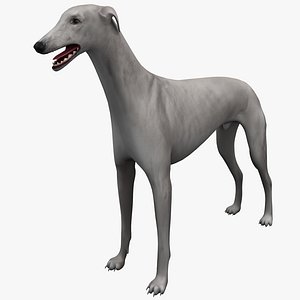australian greyhound 2 dog c4d