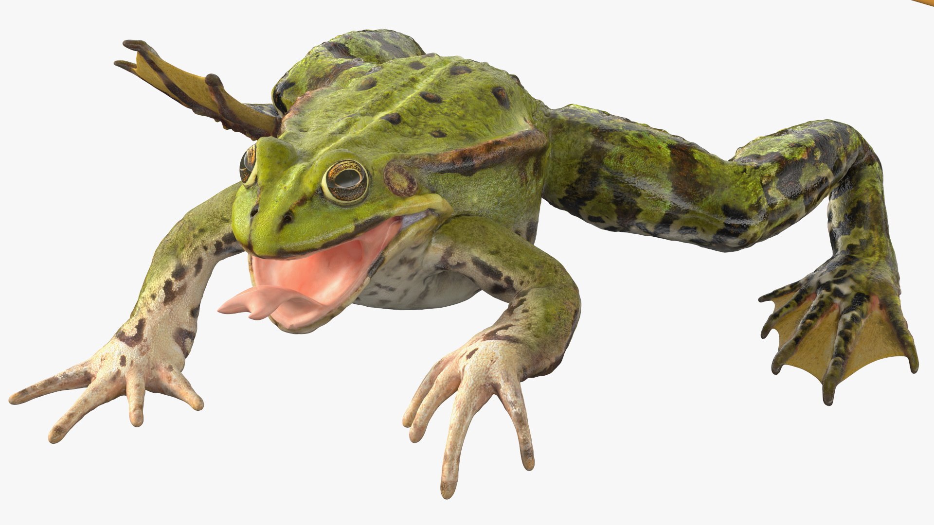 3D model Frog Rigged for Maya - TurboSquid 1716071