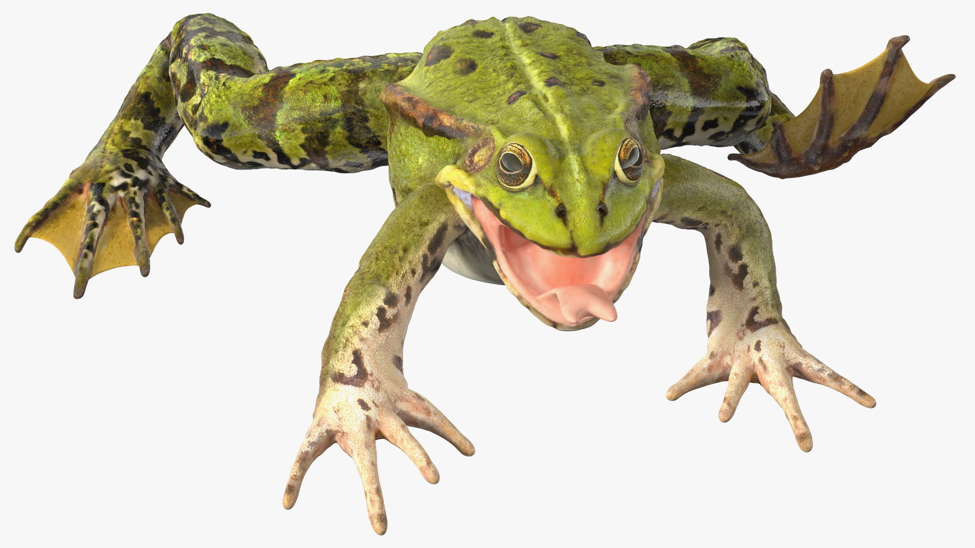 Frog Rigged for Maya 3D model preview