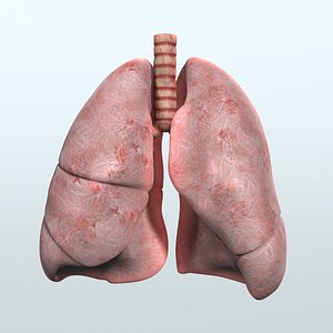Realistic Human Respiratory System