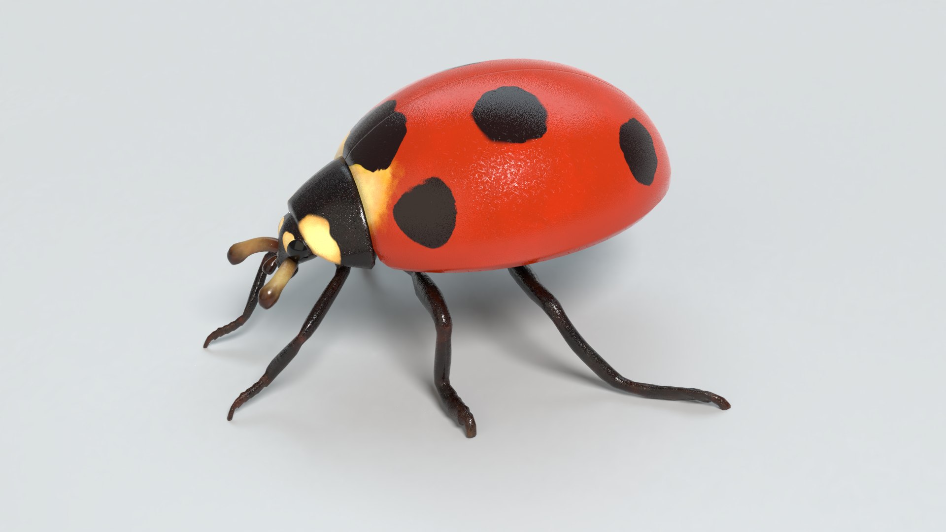 3d Ladybug Pbr Turbosquid 1516386