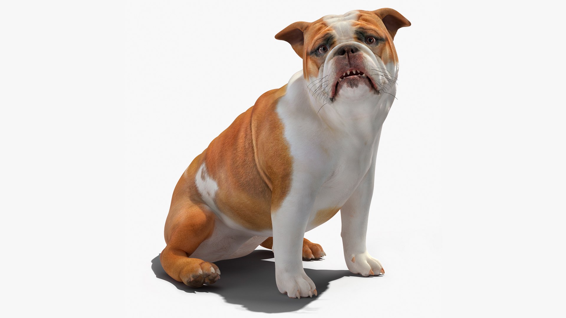 Bulldog Sitting Up 3D model preview