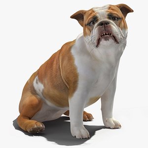 Bulldog Sitting Up